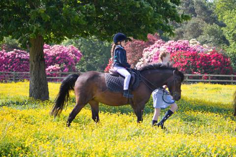 Riding in buttercups