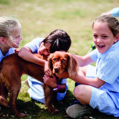 Dogs at Walhampton