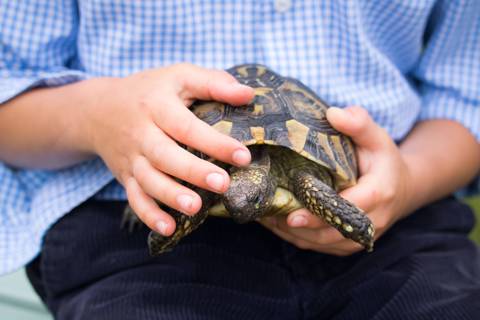 Pet Assembly